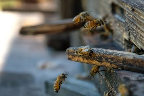 自分の巣箱に戻る働き蜂の写真