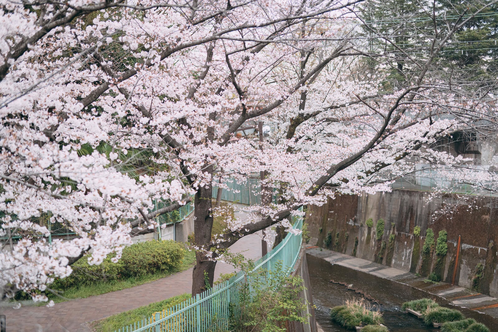 「石神井川緑道の桜」の写真