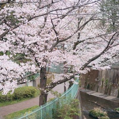 石神井川緑道の桜の写真