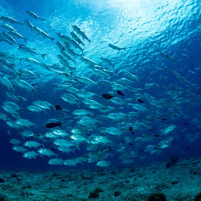 浅場を泳ぐギンガメアジの群れの写真