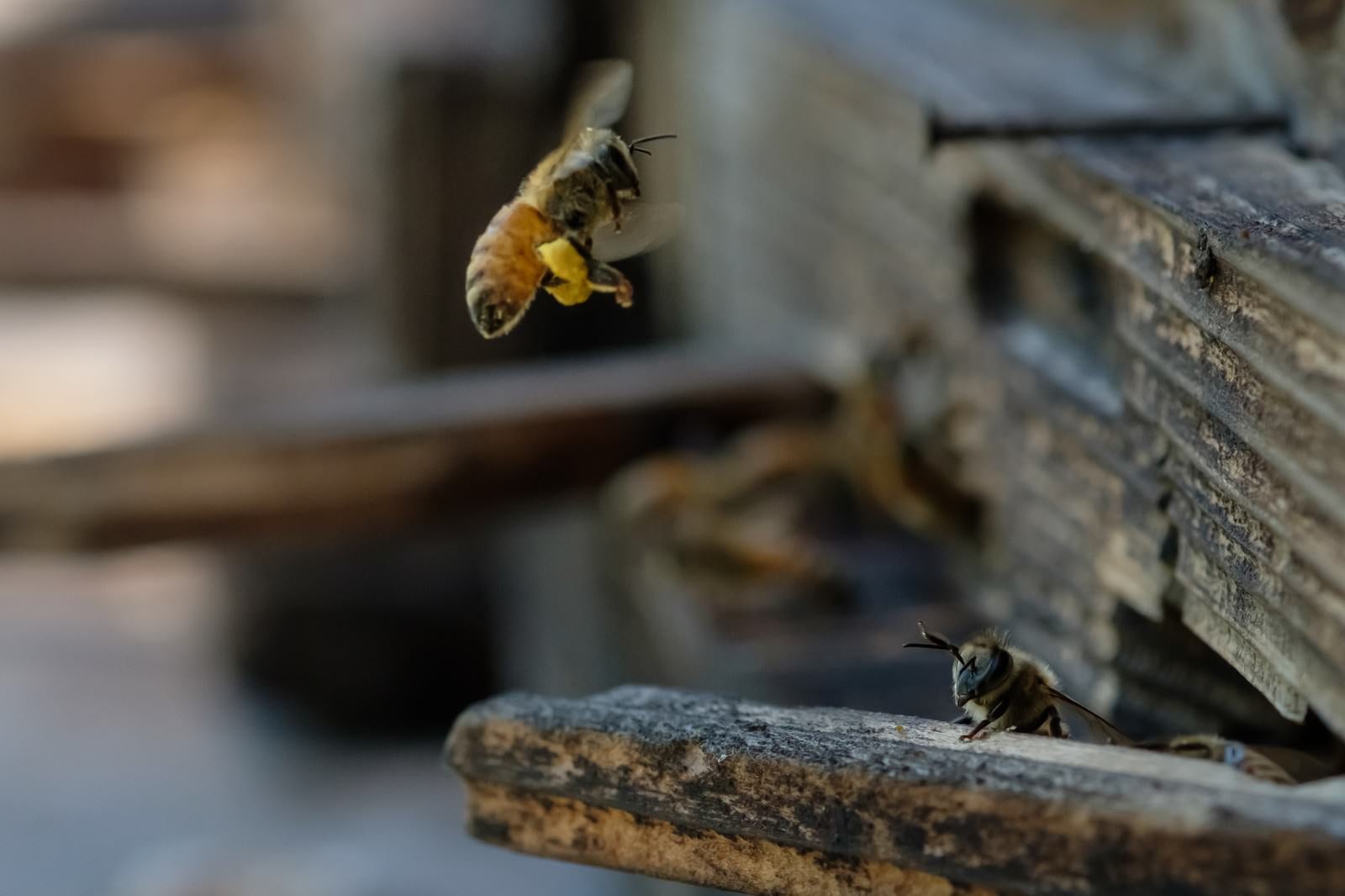 「花粉を持ち帰る蜜蜂」の写真