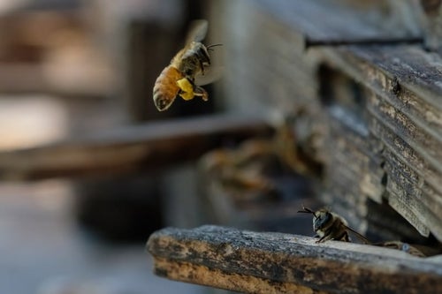 花粉を持ち帰る蜜蜂の写真