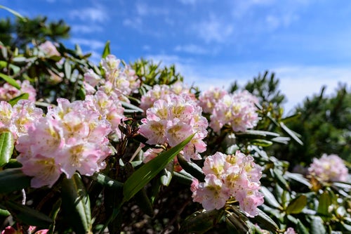 燧ヶ岳に咲き誇るシャクナゲの写真