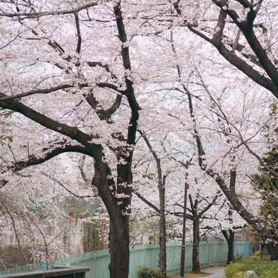 石神井川沿道に咲く桜並木の写真