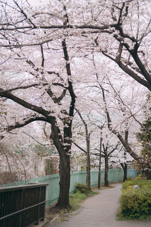 石神井川沿道に咲く桜並木の写真