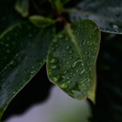葉っぱに付いた雨粒の写真