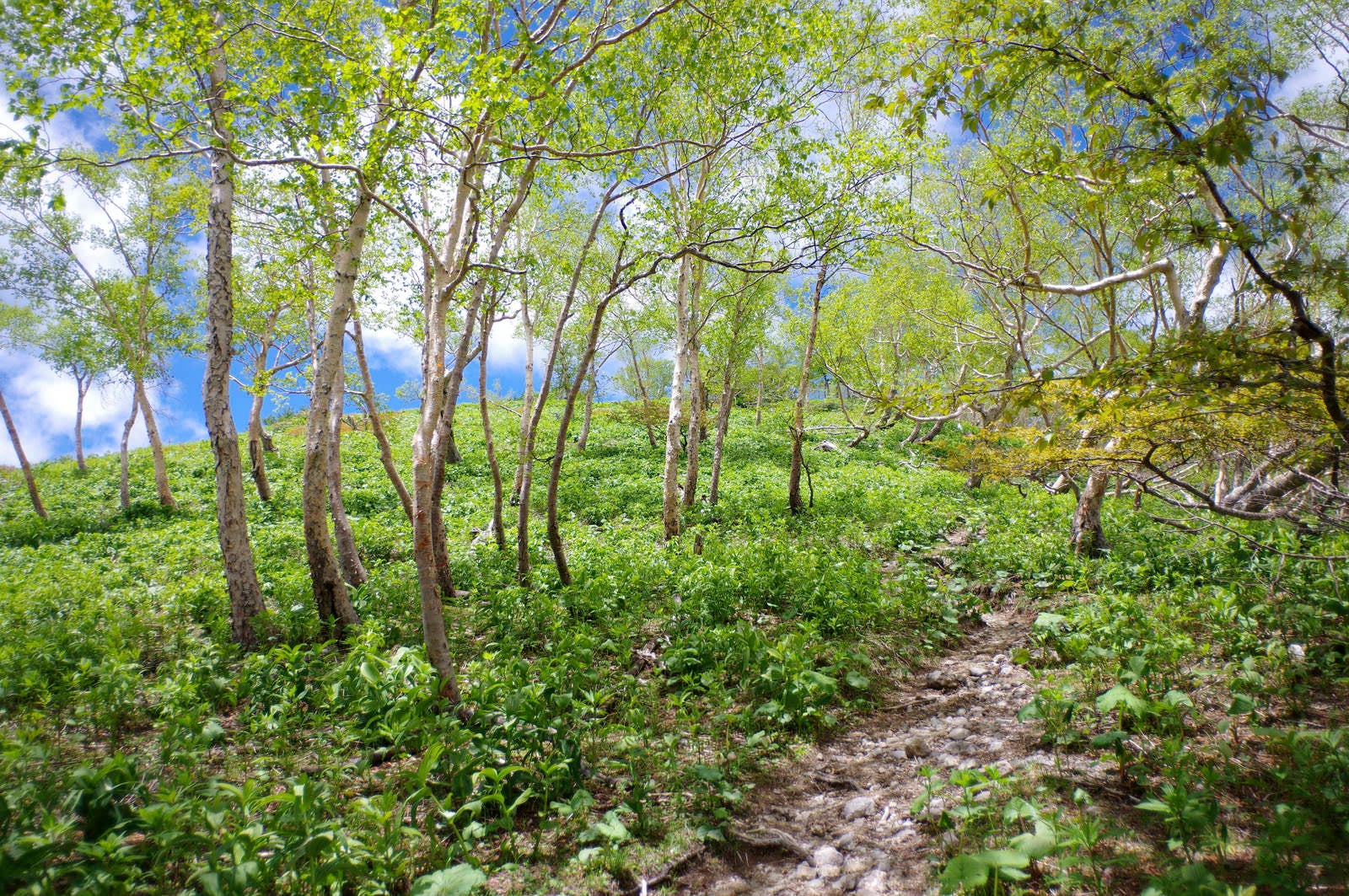 「カバノキが生い茂る日光白根山登山道」の写真