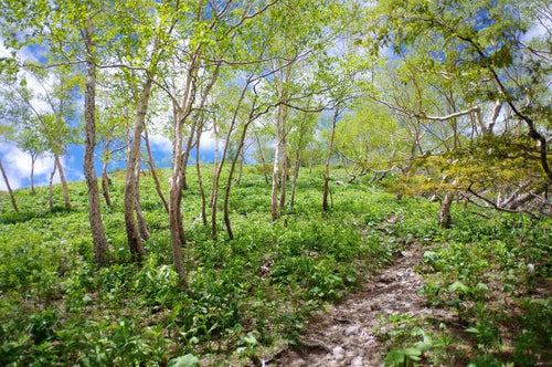カバノキが生い茂る日光白根山登山道の写真