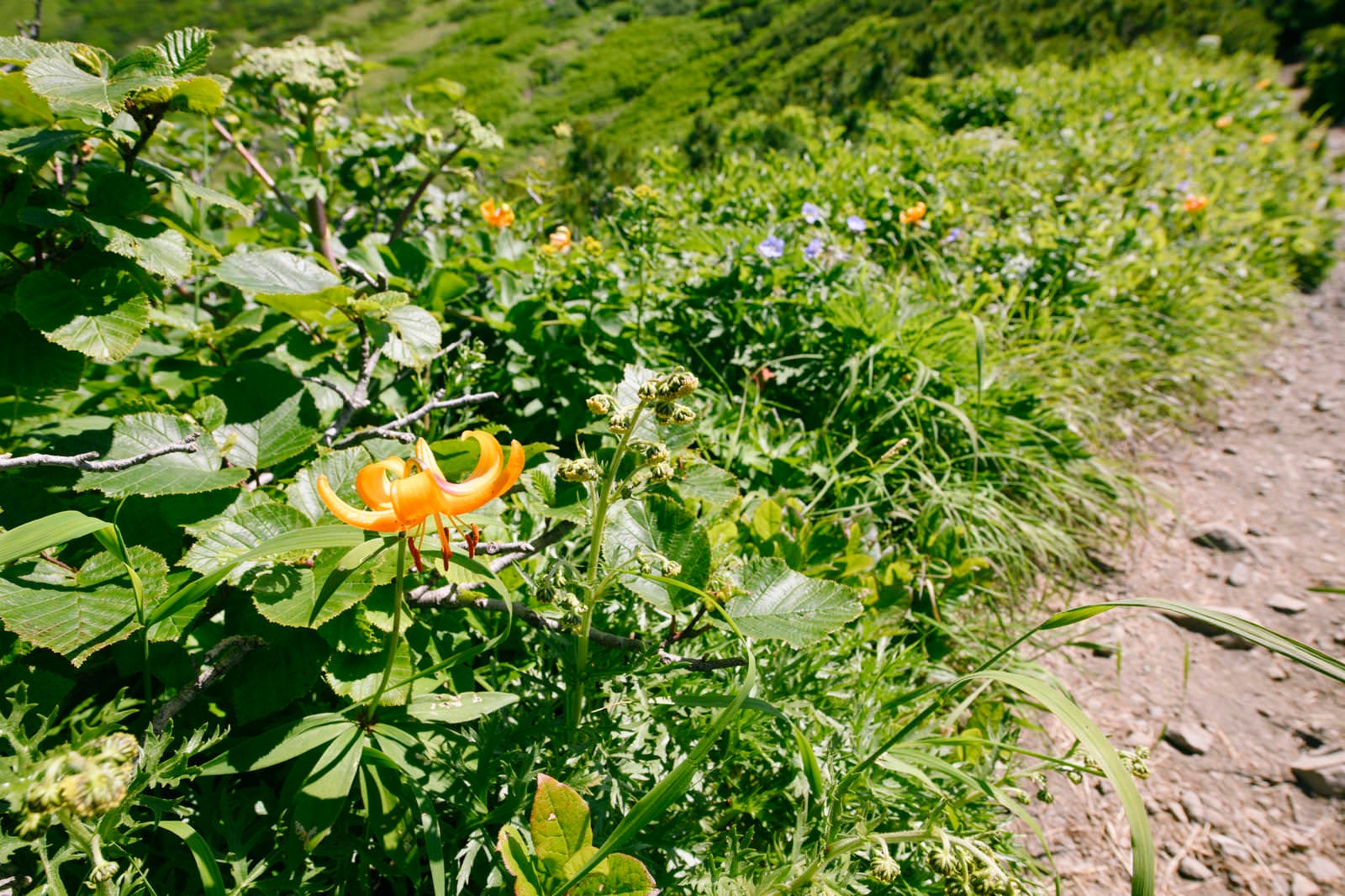 「クルマユリが咲く羊蹄山の登山道」の写真