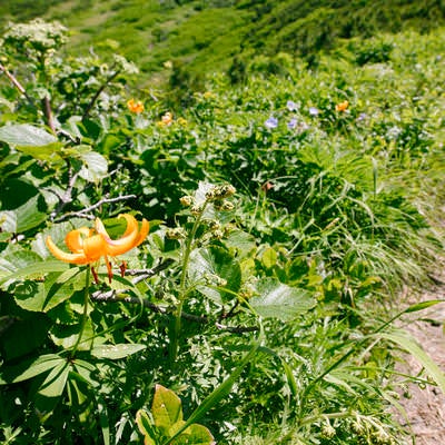 クルマユリが咲く羊蹄山の登山道の写真