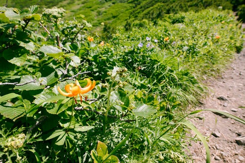 クルマユリが咲く羊蹄山の登山道の写真