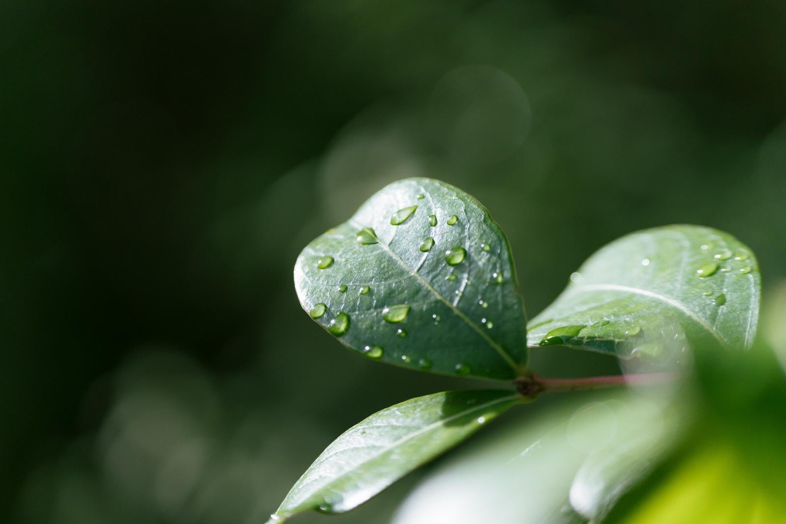 「雨上がりの水滴がもたらす葉っぱ」の写真