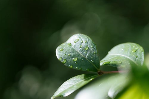 雨上がりの水滴がもたらす葉っぱの写真