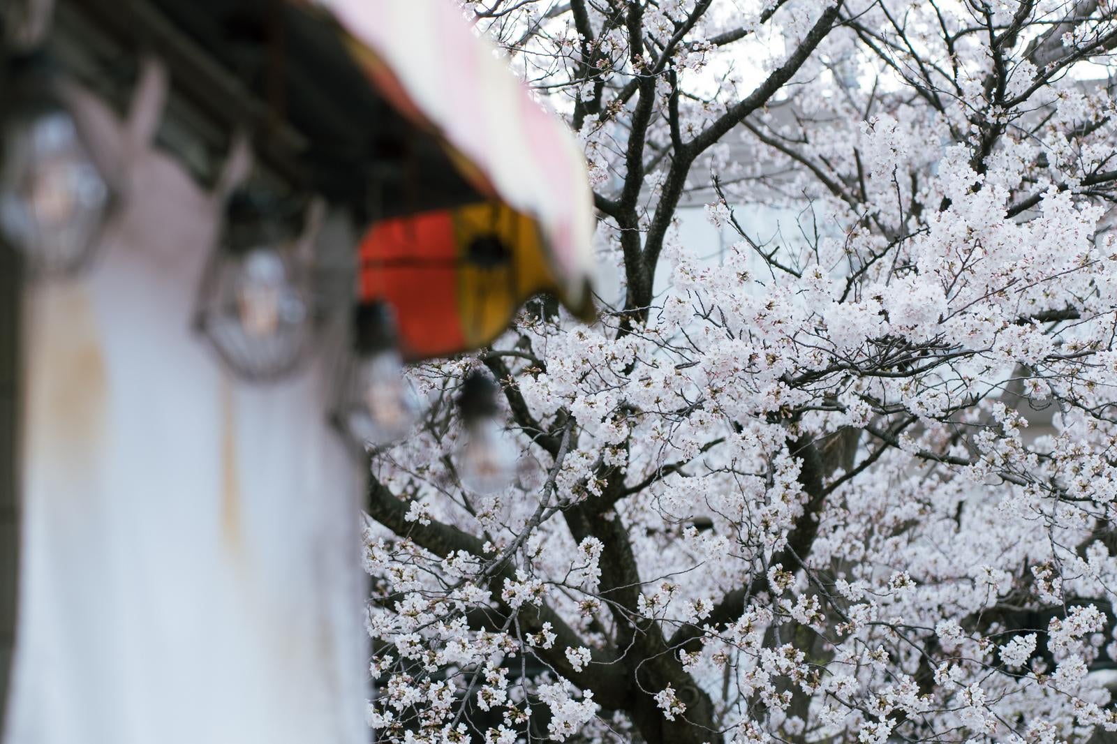 「屋台の電球と桜」の写真