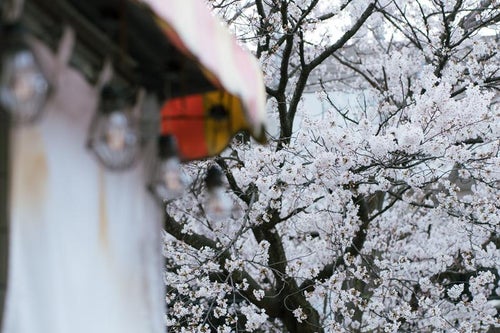 屋台の電球と桜の写真