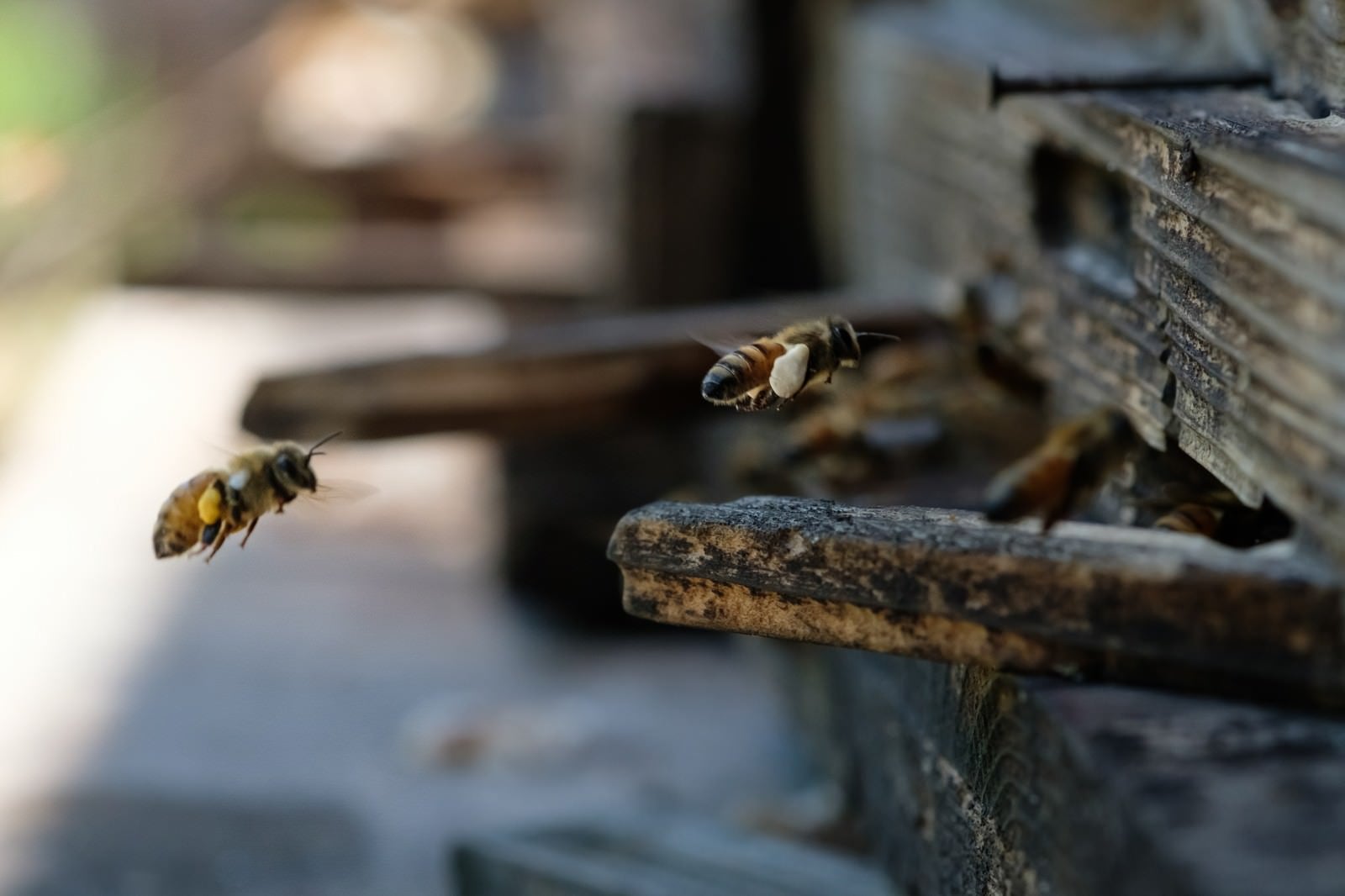 「花粉を巣箱に持ち帰る働き蜂」の写真
