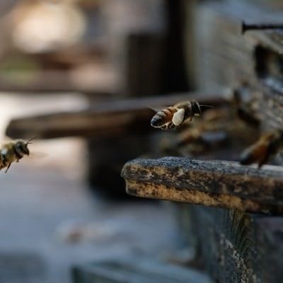 花粉を巣箱に持ち帰る働き蜂の写真