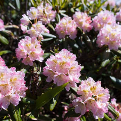 燧ヶ岳の石楠花（シャクナゲ）の写真