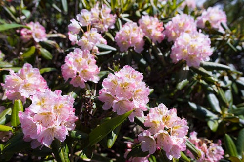 燧ヶ岳の石楠花（シャクナゲ）の写真