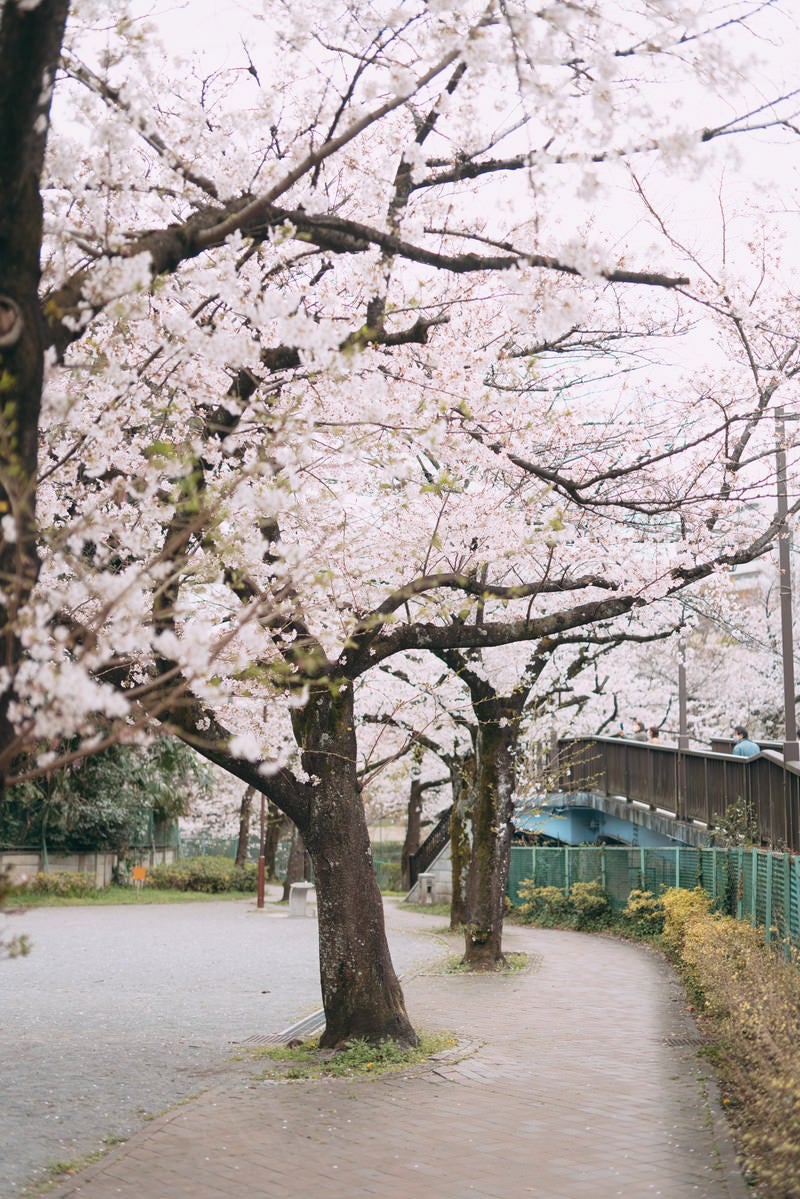 「満開の桜並木」の写真