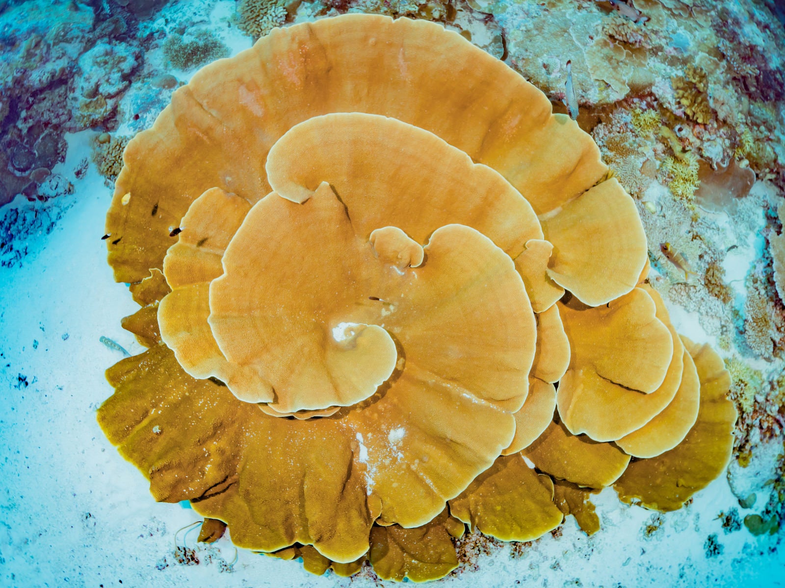 「大きく渦を巻いたテーブル珊瑚」の写真