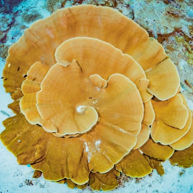 大きく渦を巻いたテーブル珊瑚の写真