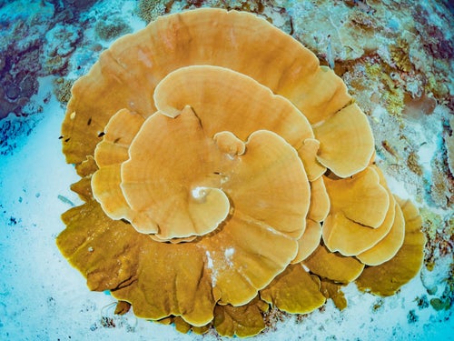 大きく渦を巻いたテーブル珊瑚の写真