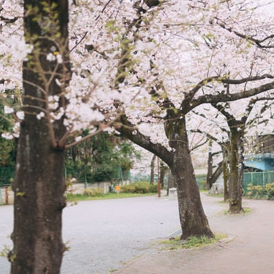 板橋四丁目公園と桜並木の写真