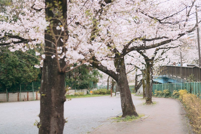 板橋四丁目公園と桜並木の写真