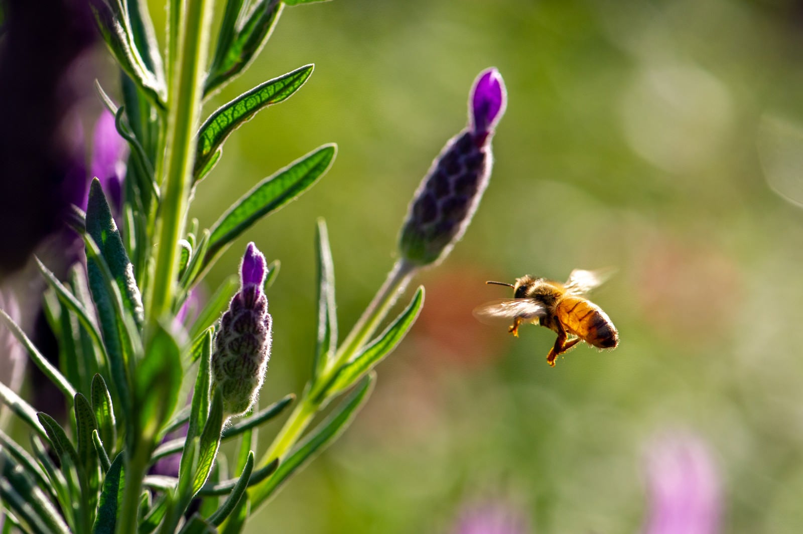 「エイボンヴューに向かって飛翔するミツバチ」の写真
