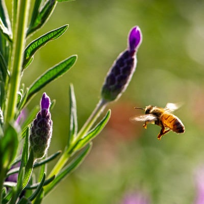 エイボンヴューに向かって飛翔するミツバチの写真