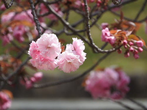 花開く八重桜の写真