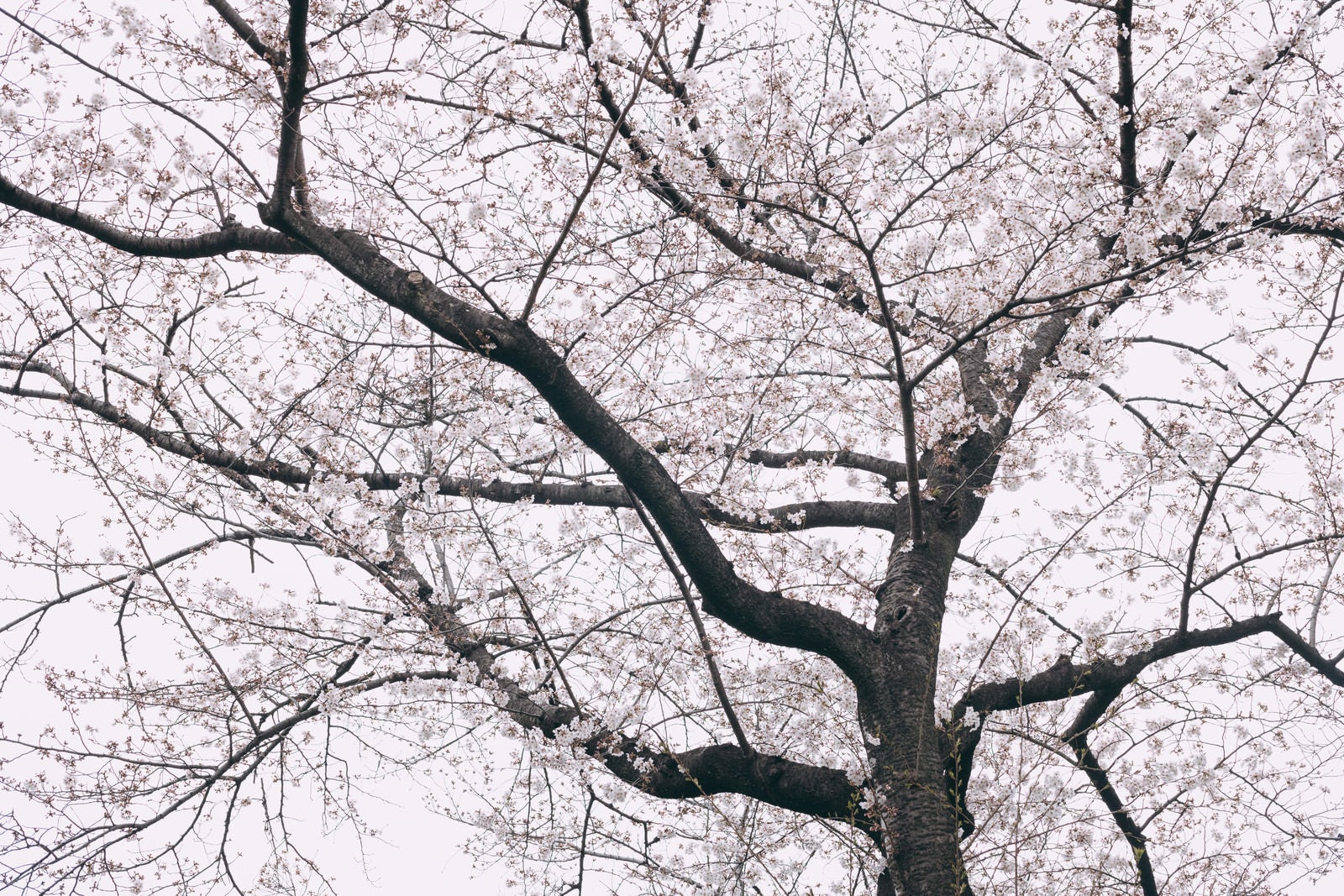 「八部咲きの桜（くもり）」の写真