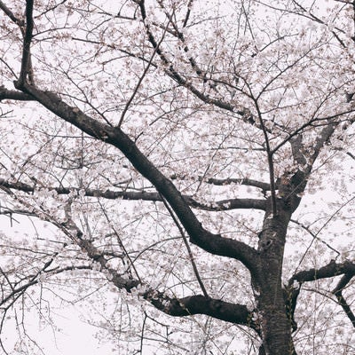 八部咲きの桜（くもり）の写真