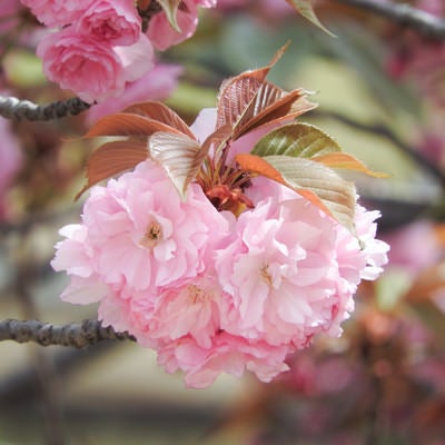 八重桜の花弁と葉の写真