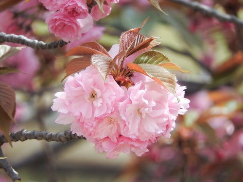 八重桜の花弁と葉の写真