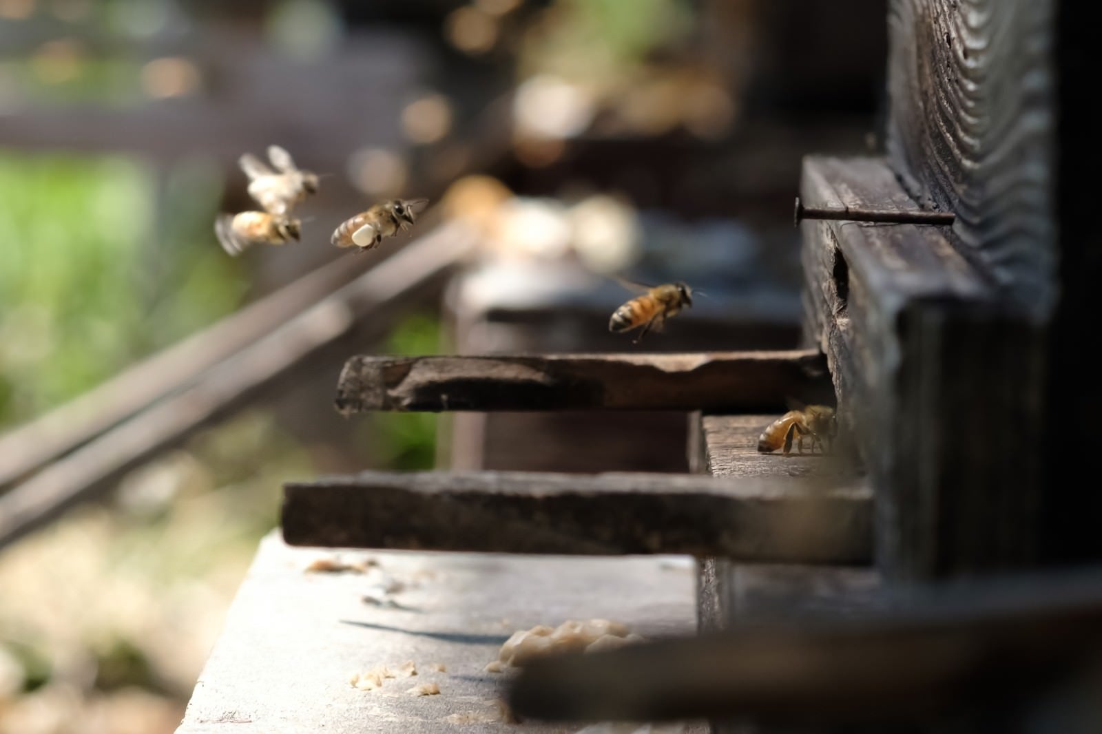 「働き蜂が巣箱に帰ってくる様子」の写真
