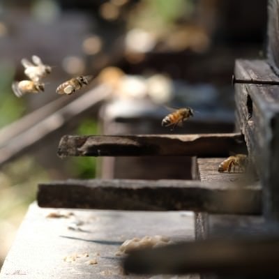 働き蜂が巣箱に帰ってくる様子の写真