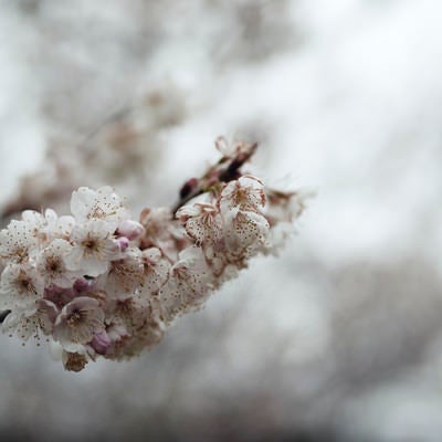 今にも朽ちゆく彼岸桜（ヒガンザクラ）の写真