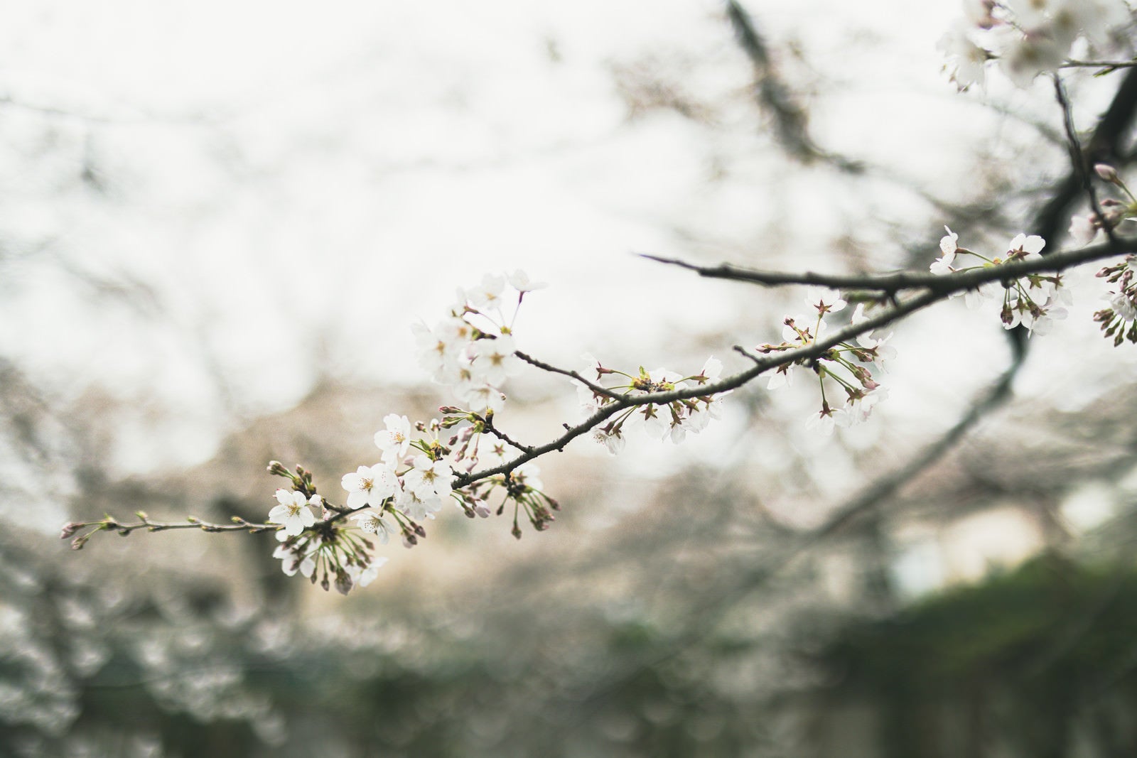 「開花はじめの桜の枝」の写真