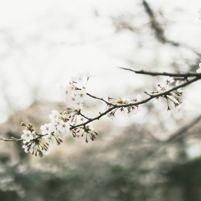 開花はじめの桜の枝の写真