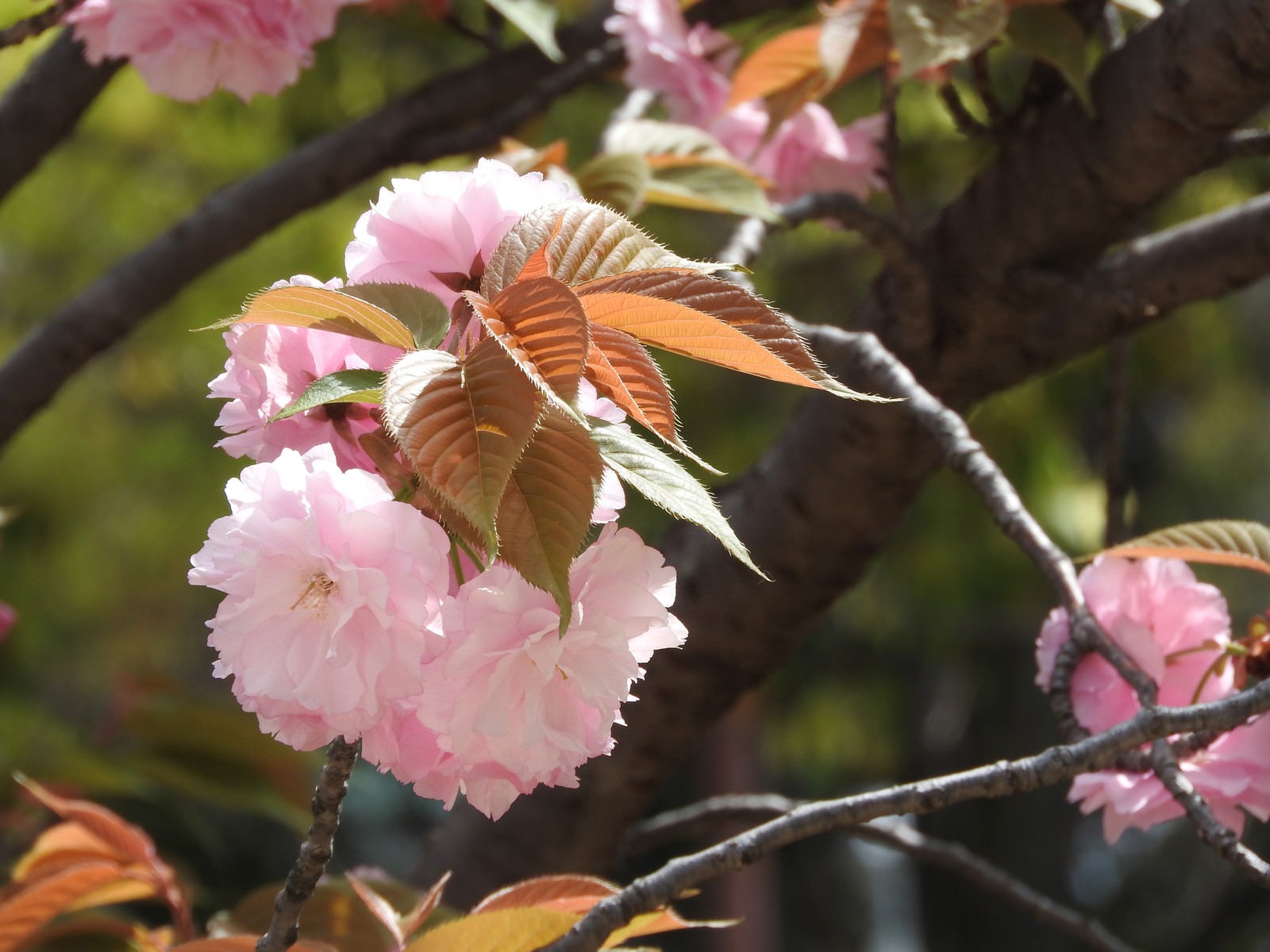 「八重桜の花と枝（やえざくら）」の写真
