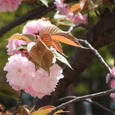 八重桜の花と枝（やえざくら）の写真
