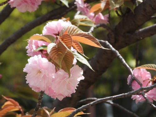 八重桜の花と枝（やえざくら）の写真