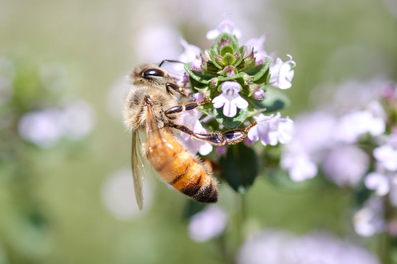 ハーブから吸蜜するセイヨウミツバチの写真