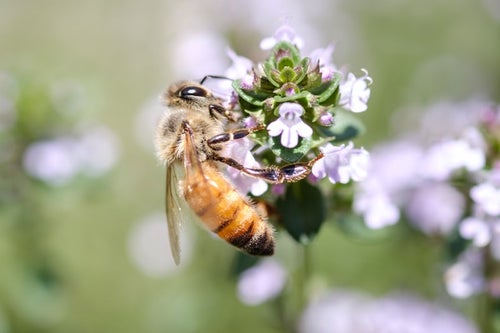 ハーブから吸蜜するセイヨウミツバチの写真