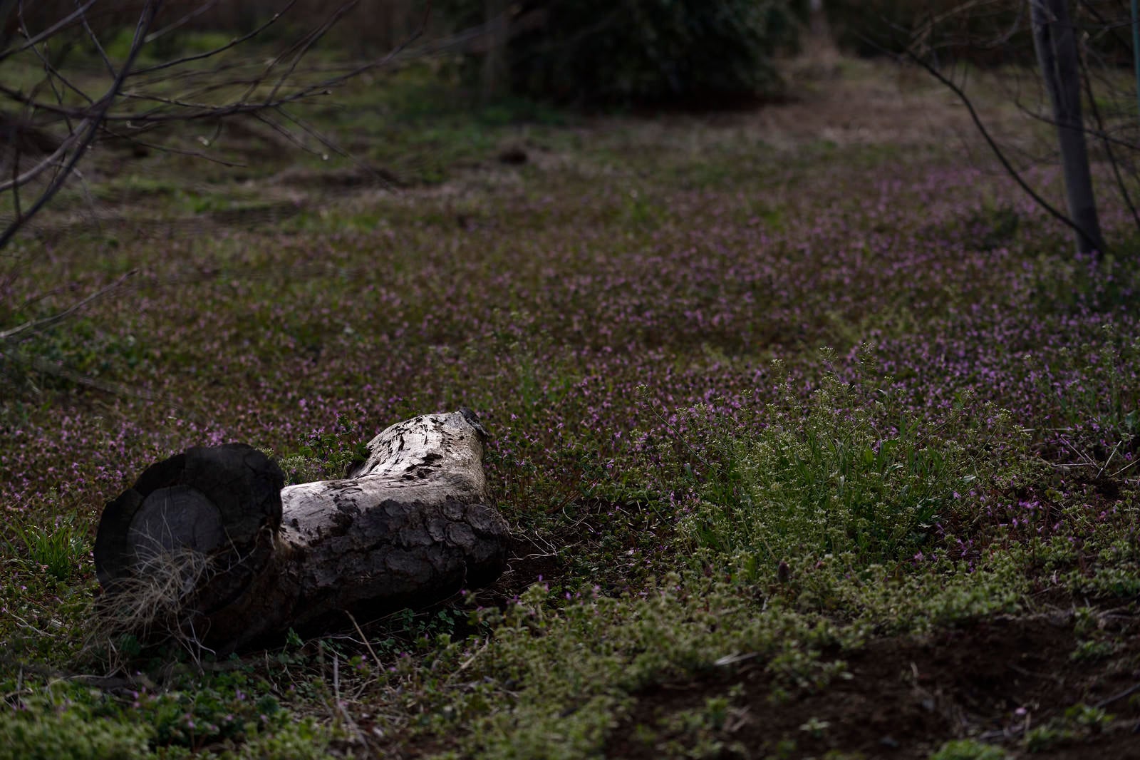 「荒れた畑に横たわる朽ち木」の写真