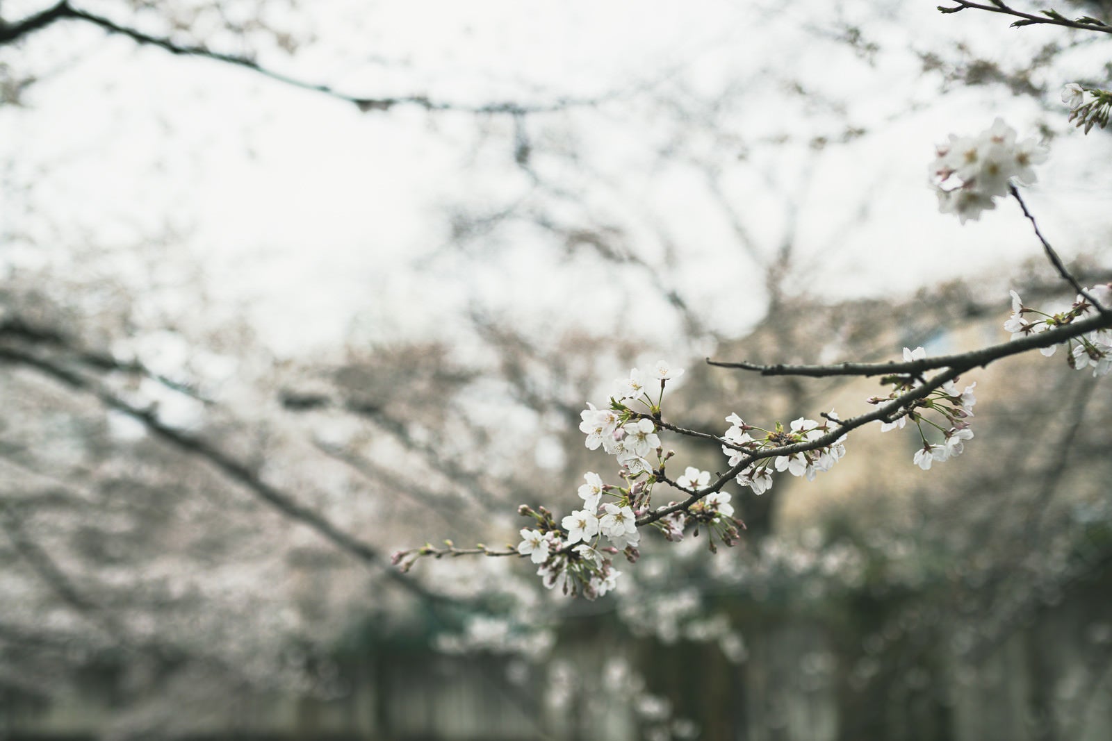 「開花した桜（5分咲き）」の写真