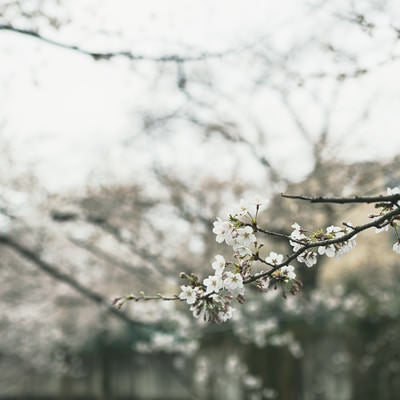 開花した桜（5分咲き）の写真