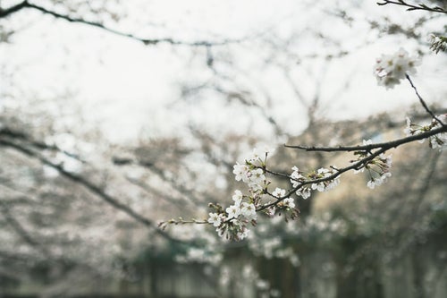 開花した桜（5分咲き）の写真